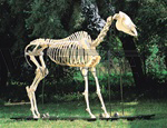 Anatomical Horse Skeleton Model (Equus caballus)